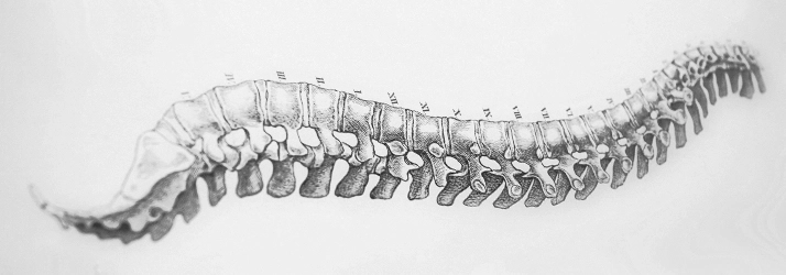 Chiropractic Bakersfield CA Spine Drawing Grey drawing of a spine.